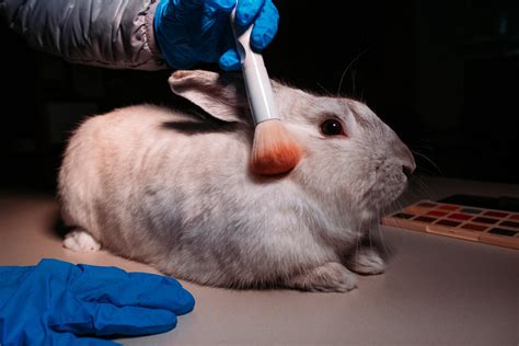 animal testing and its negative impacts article|how animal testing harms animals.